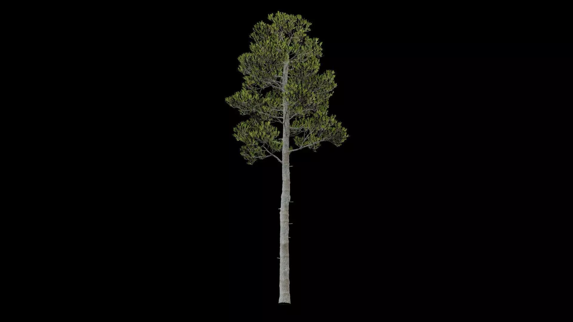 Pine Tree with Leaves Low-poly 3D model_5
