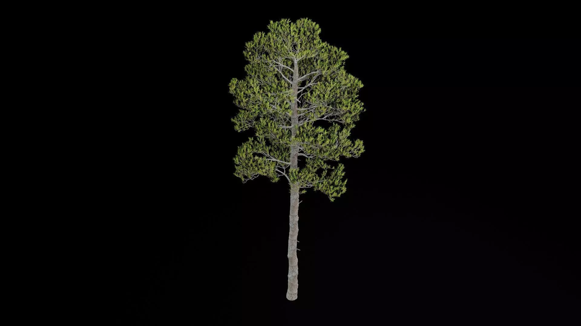 Pine Tree with Leaves Low-poly 3D model_6