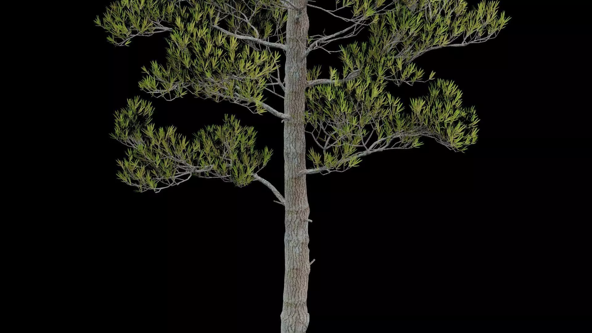 Pine Tree with Leaves Low-poly 3D model_2