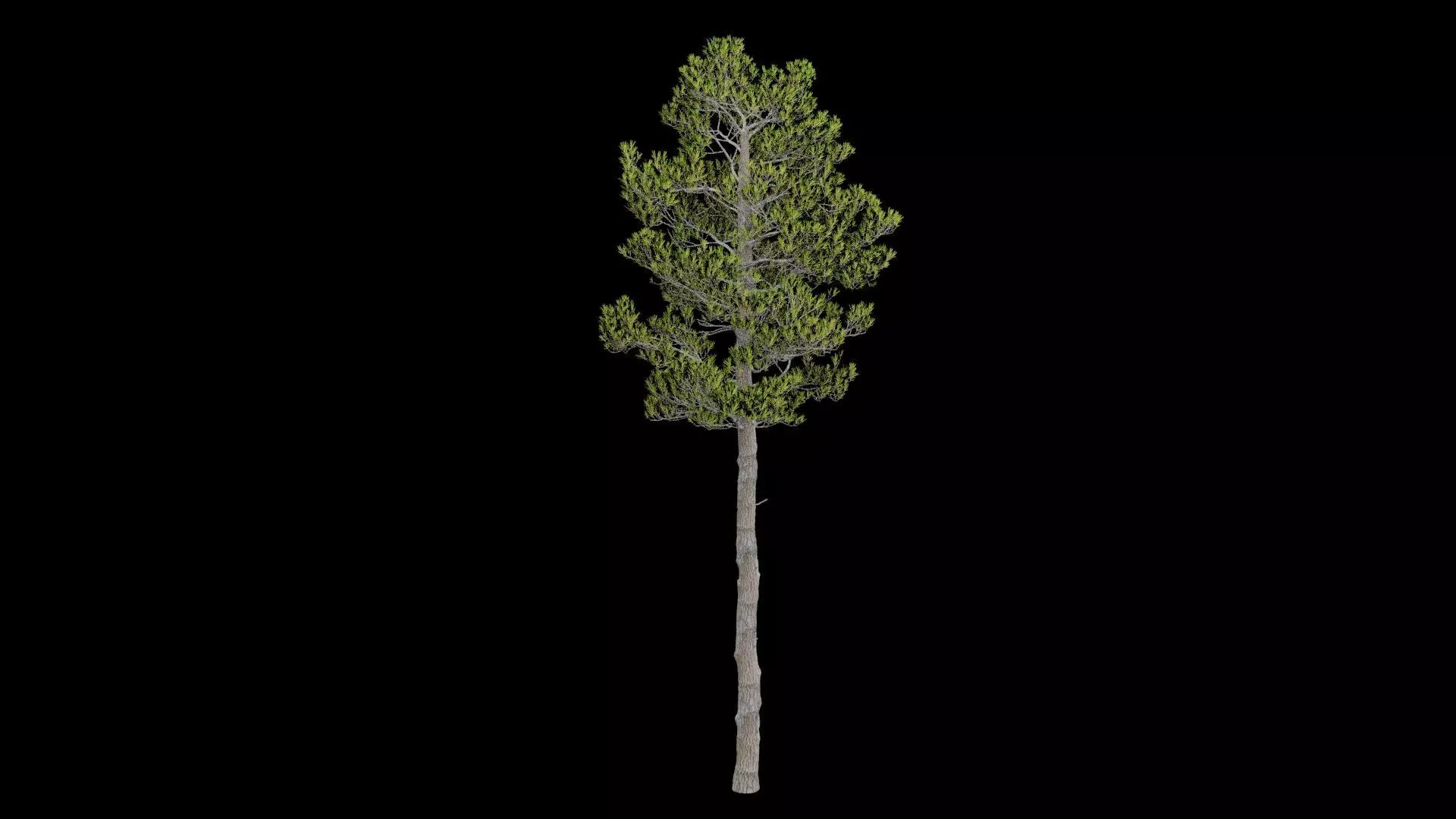 Pine Tree with Leaves Low-poly 3D model_4