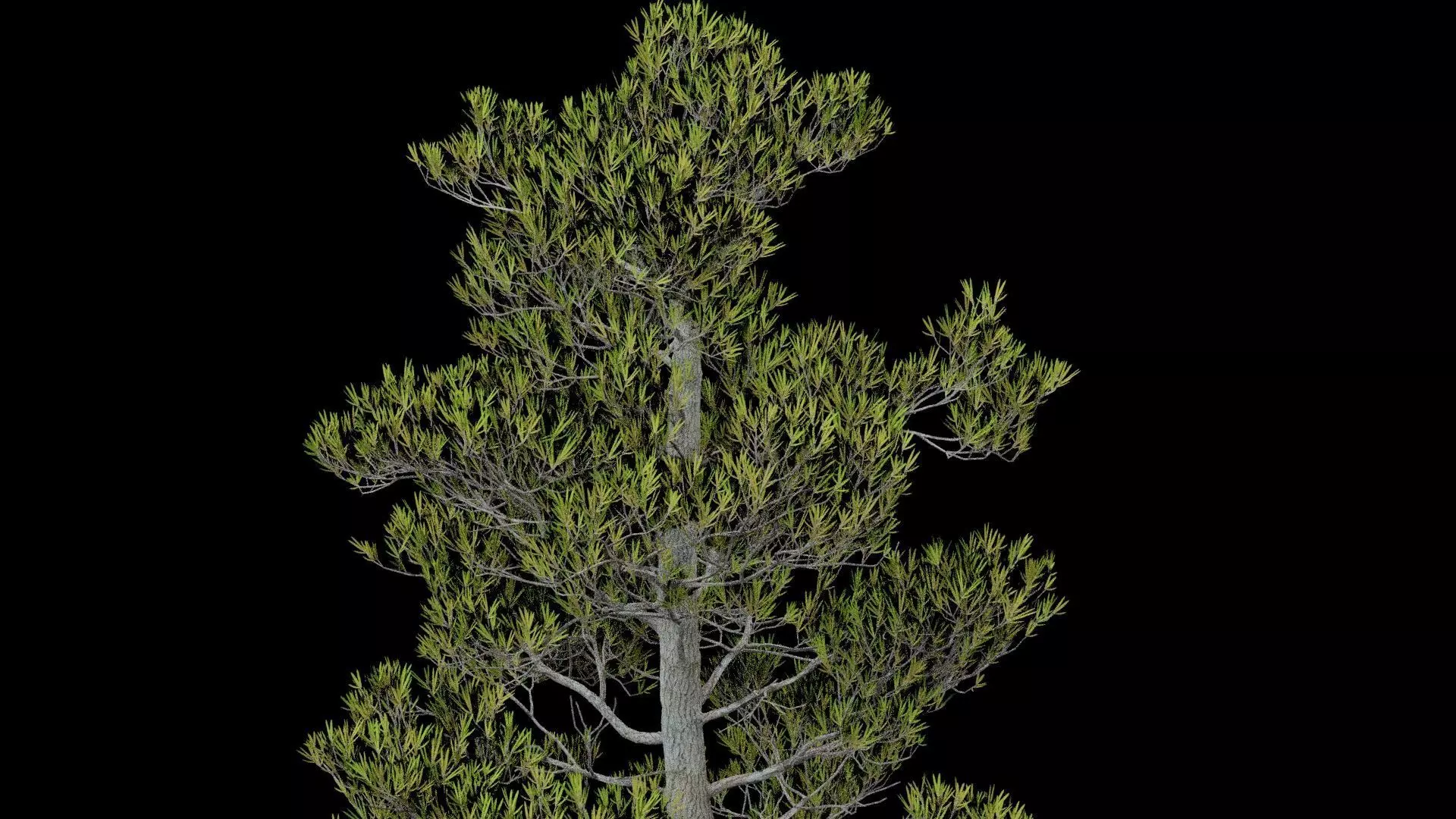 Pine Tree with Leaves Low-poly 3D model_1