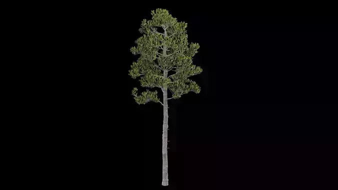 Pine Tree with Leaves