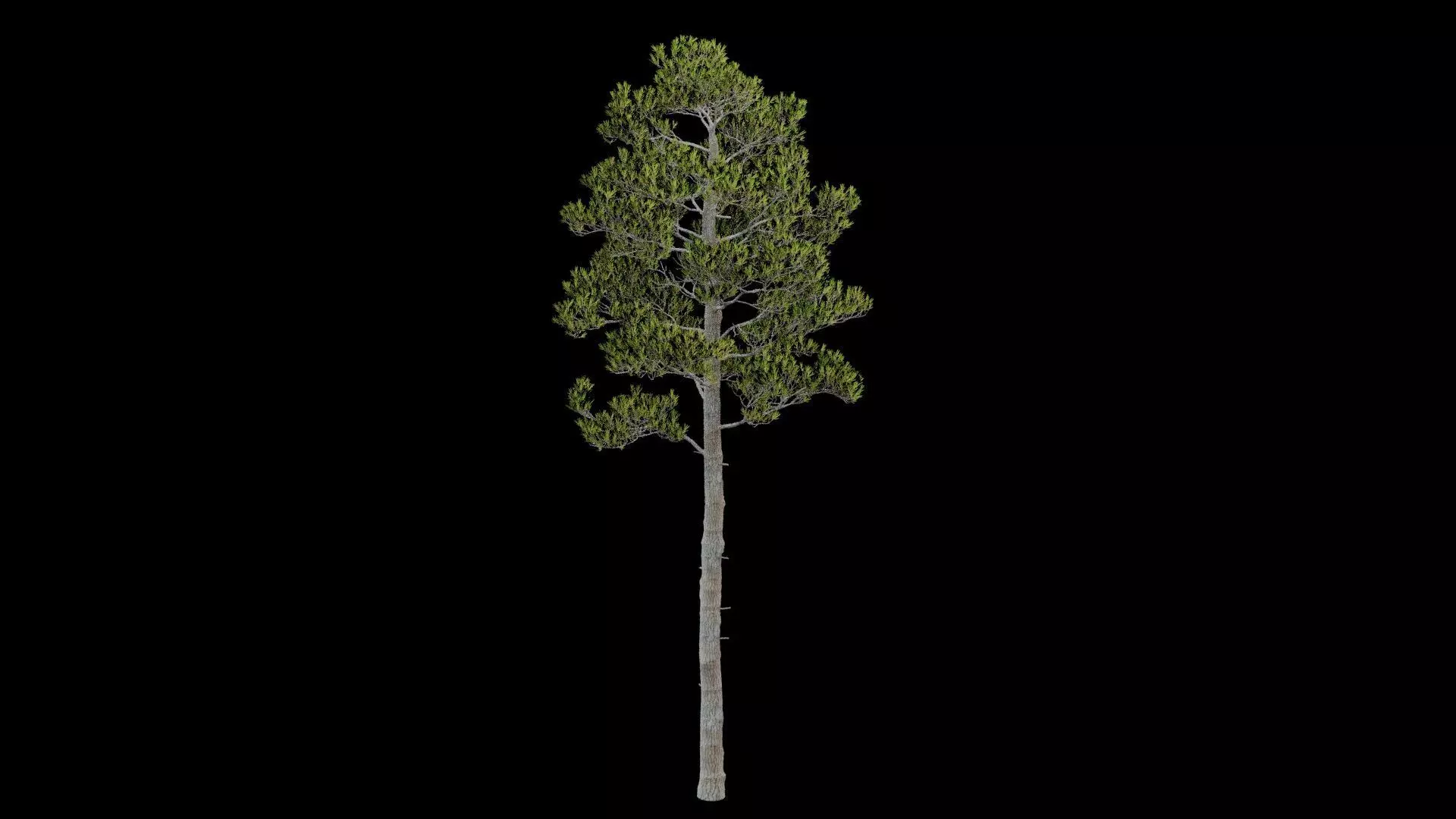 Pine Tree with Leaves Low-poly 3D model_0