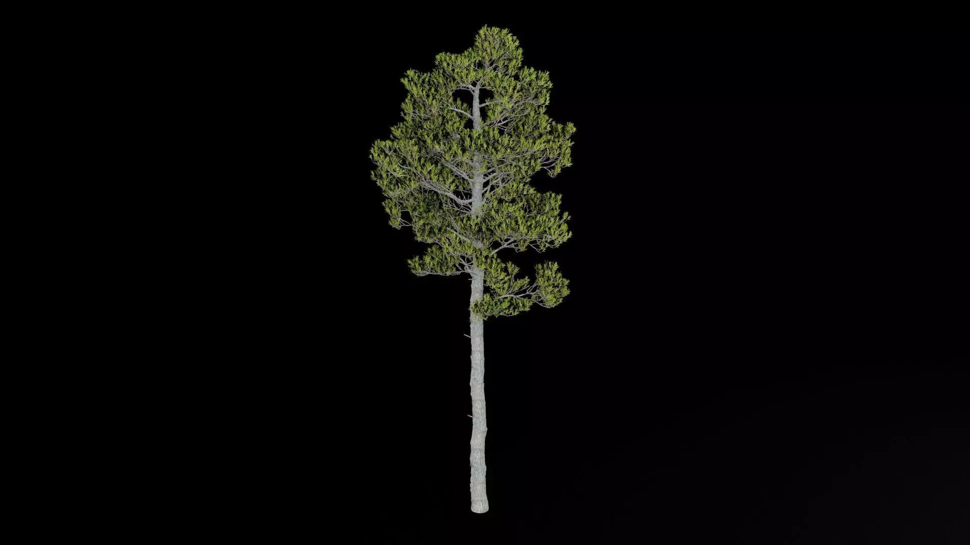 Pine Tree with Leaves Low-poly 3D model_7