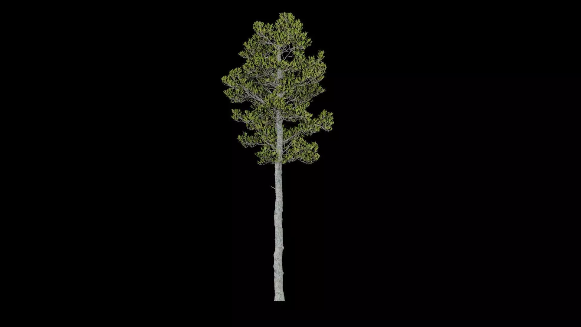 Pine Tree with Leaves Low-poly 3D model_3