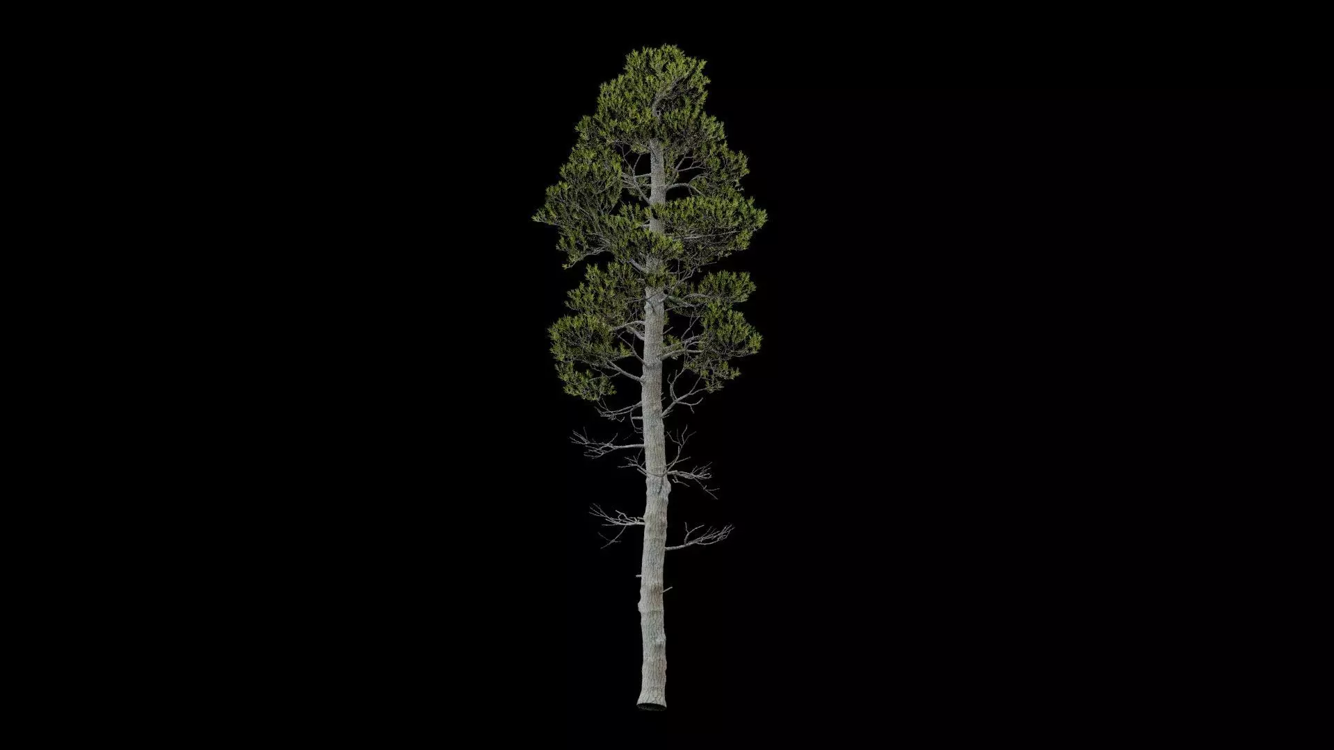 Pine Tree With Leaves Low-poly 3D model_5