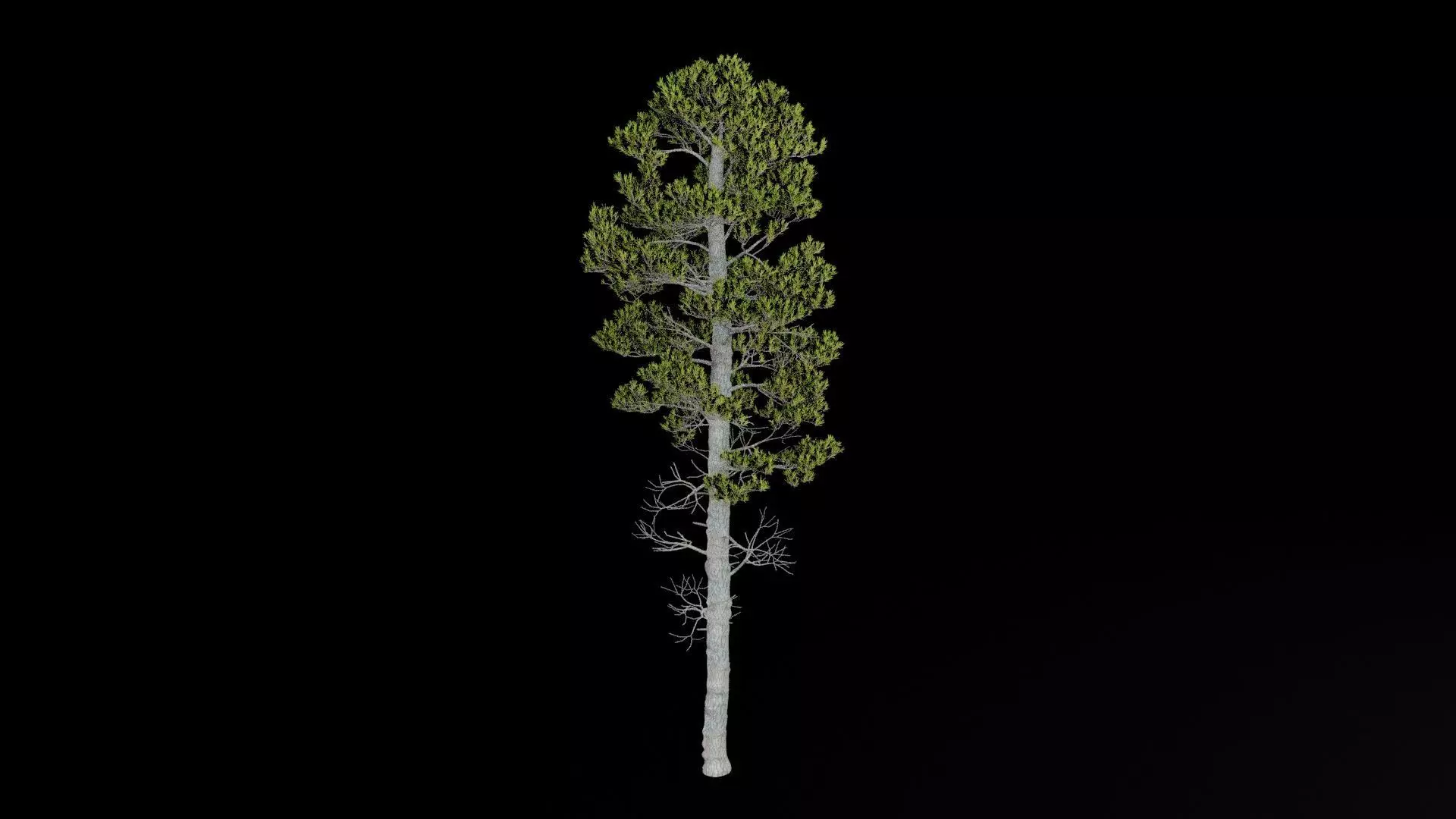 Pine Tree With Leaves Low-poly 3D model_7