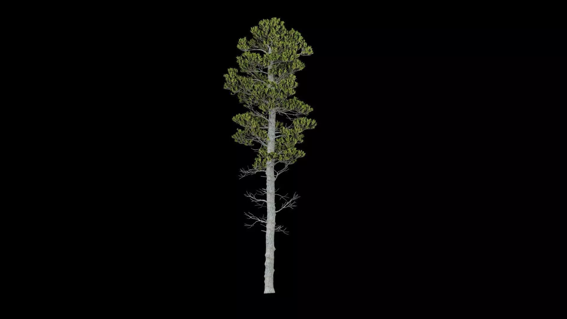 Pine Tree With Leaves Low-poly 3D model_3