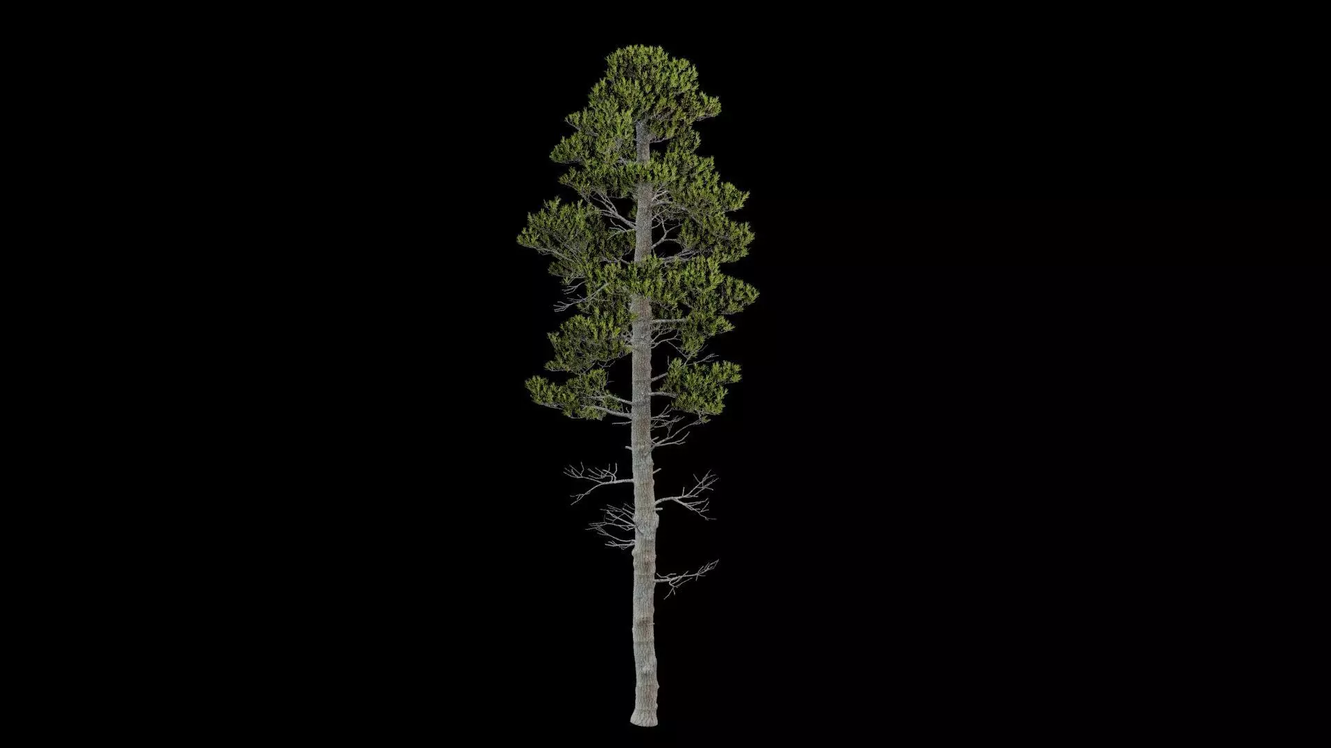 Pine Tree With Leaves Low-poly 3D model_0