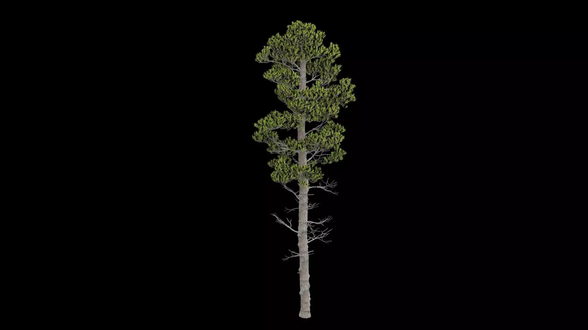 Pine Tree With Leaves Low-poly 3D model_4