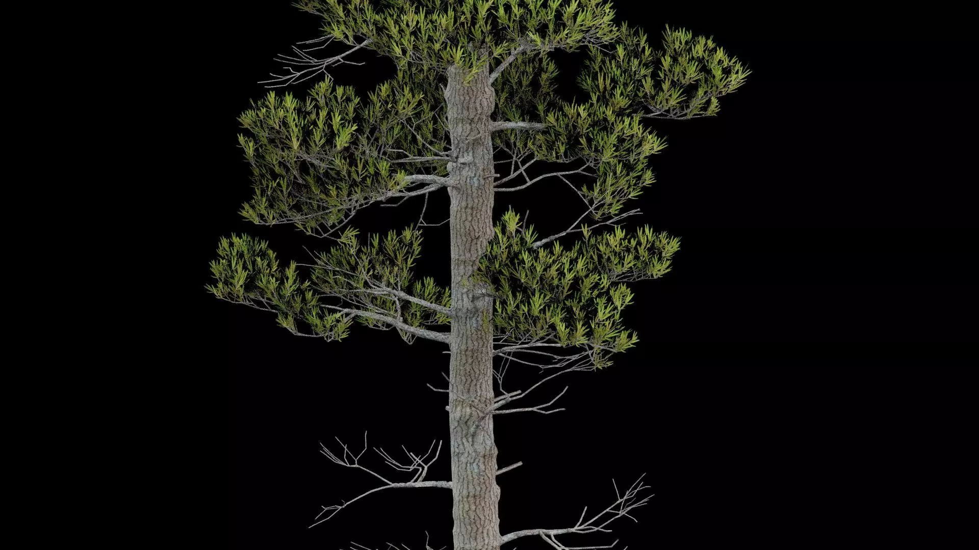 Pine Tree With Leaves Low-poly 3D model_2