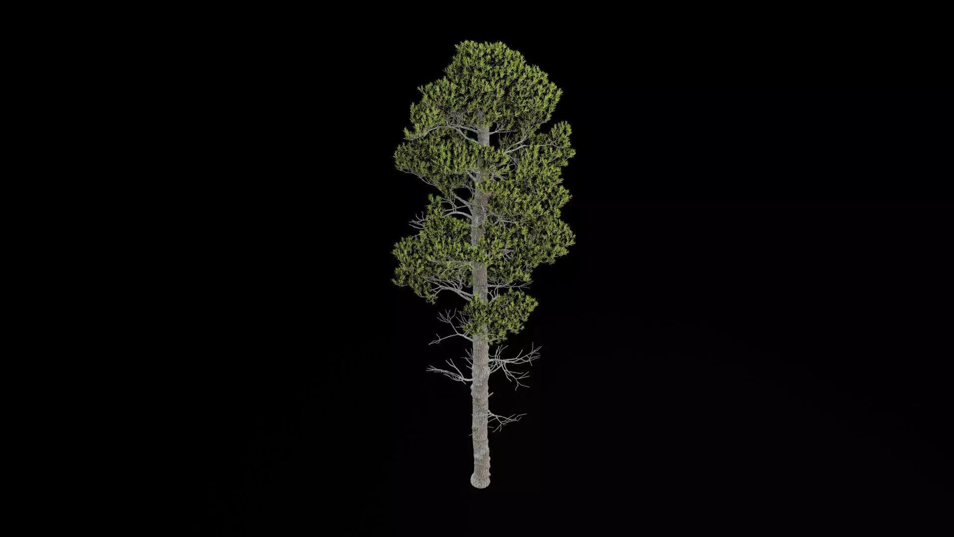 Pine Tree With Leaves Low-poly 3D model_6