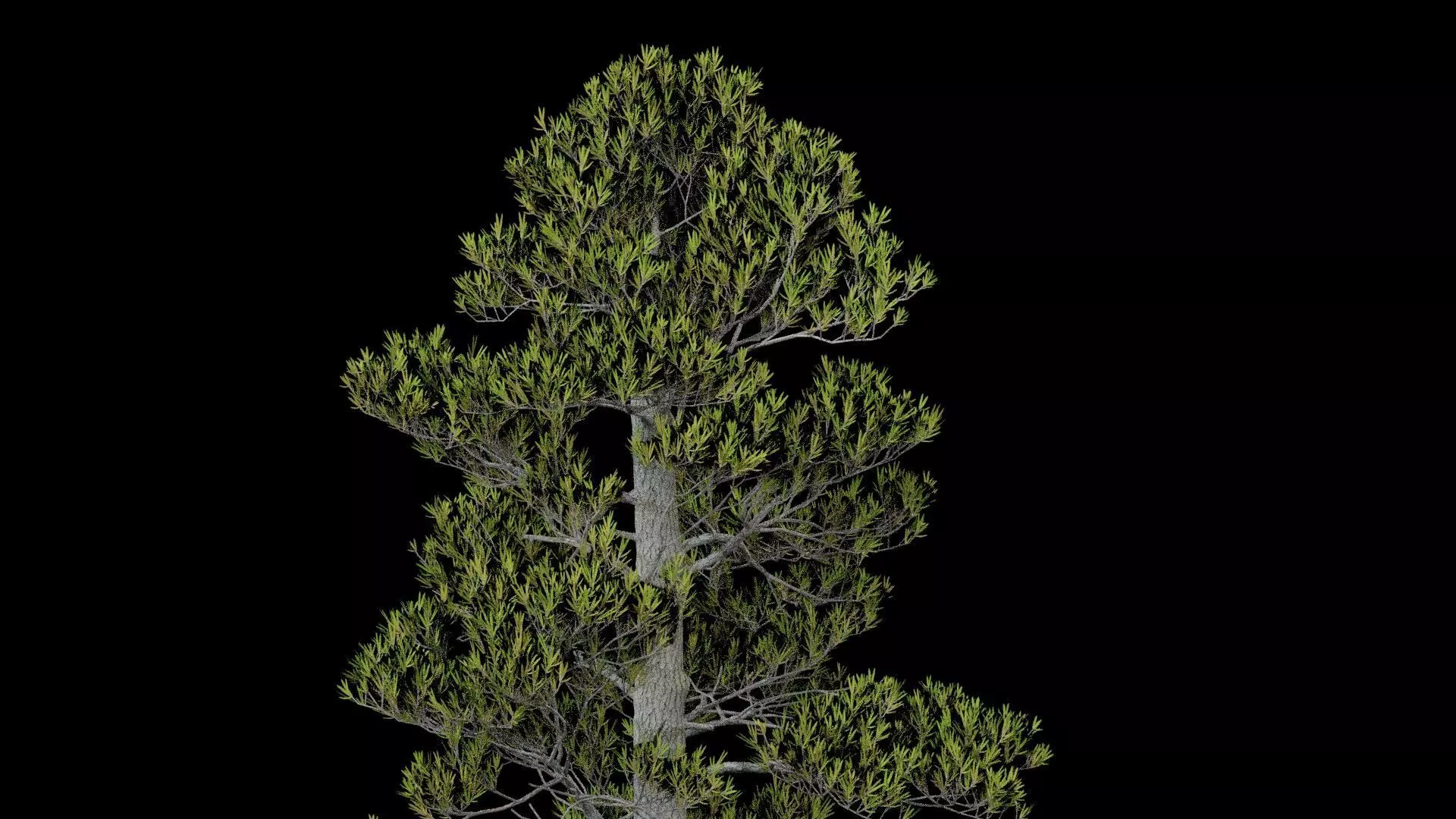 Pine Tree With Leaves Low-poly 3D model_1