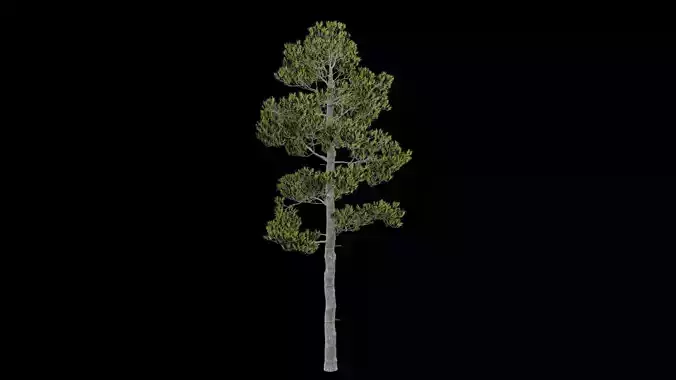 Pine Tree with Leaves