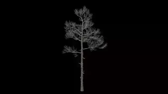 Pine Tree No Leaves