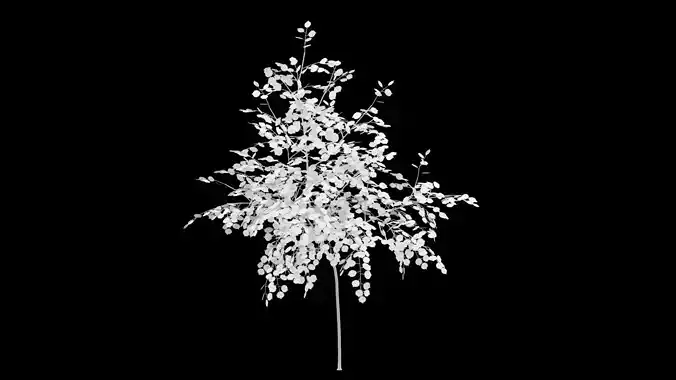 Birch Tree With White Leaves