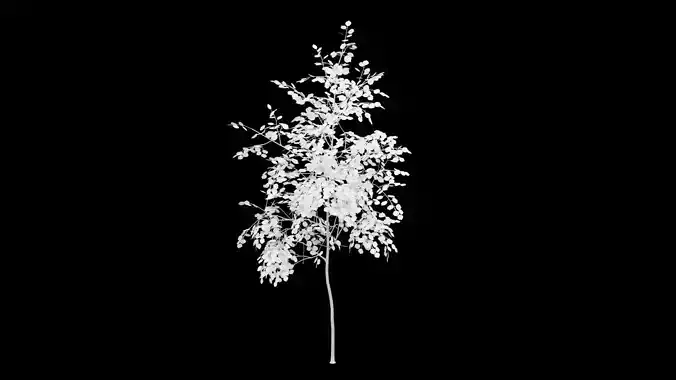 Birch Tree With White Leaves