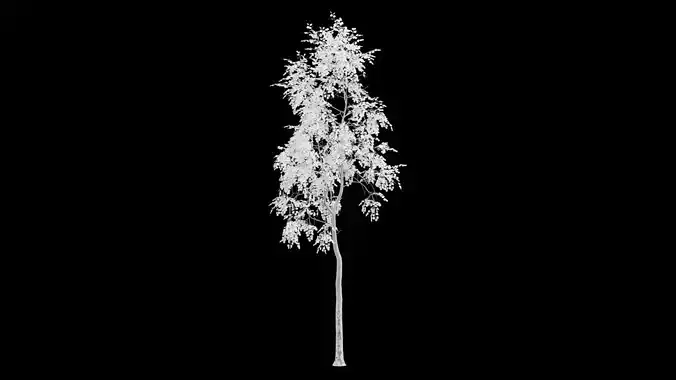 Birch Tree With White Leaves