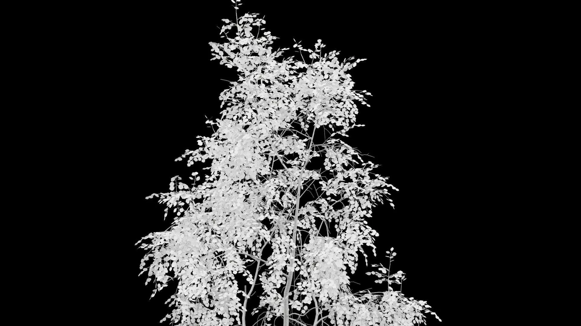 Birch Tree With White Leaves Low-poly 3D model_1