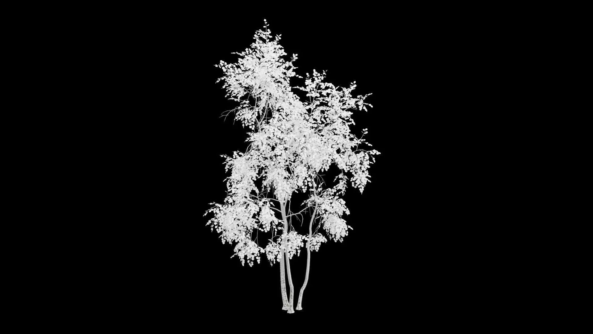 Birch Tree With White Leaves Low-poly 3D model_4