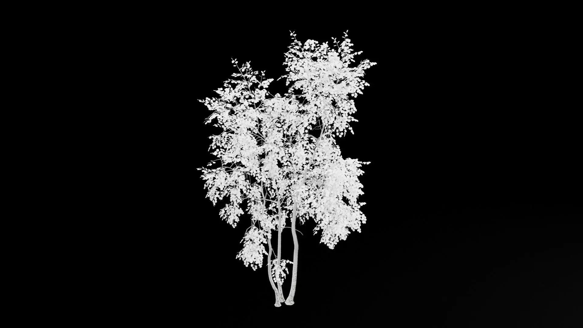 Birch Tree With White Leaves Low-poly 3D model_7