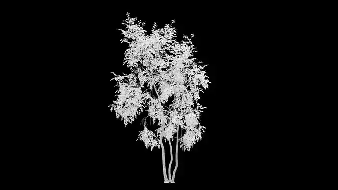 Birch Tree With White Leaves
