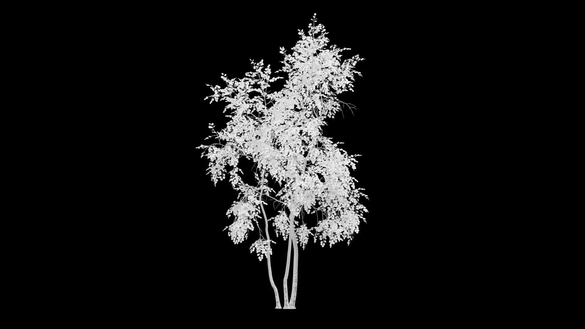 Birch Tree With White Leaves Low-poly 3D model_3