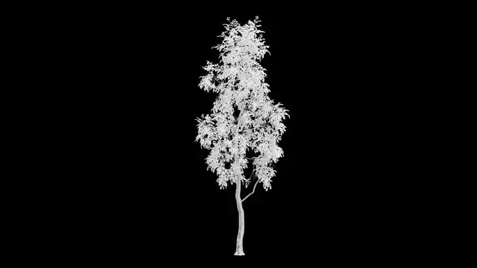 Birch Tree With White Leaves