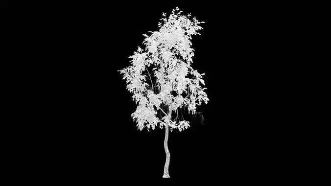 Birch Tree With White Leaves