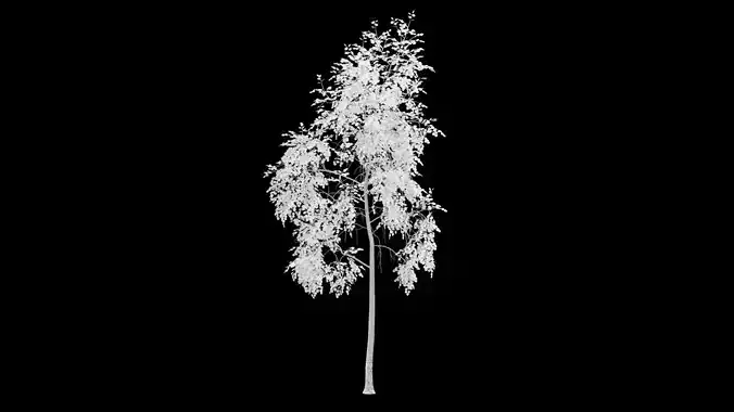 Birch Tree With White Leaves