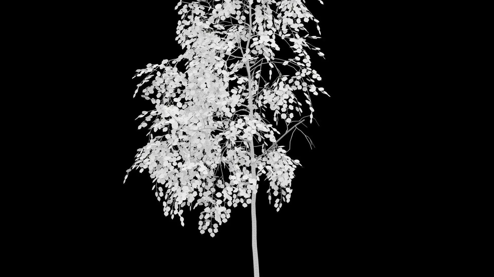 Birch Tree With White Leaves Low-poly 3D model_2