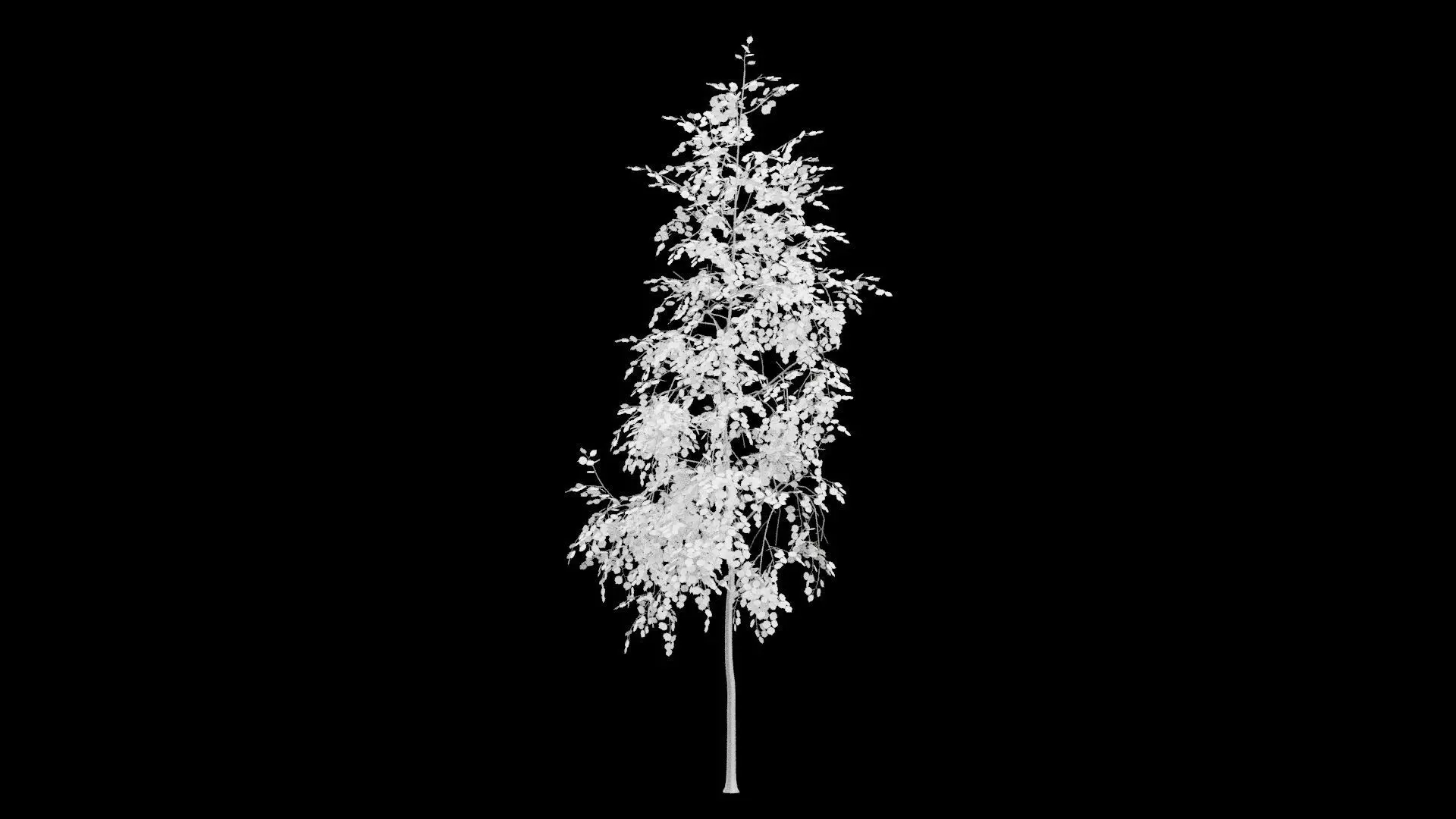 Birch Tree With White Leaves Low-poly 3D model_0