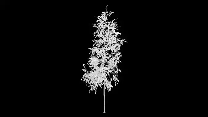 Birch Tree With White Leaves