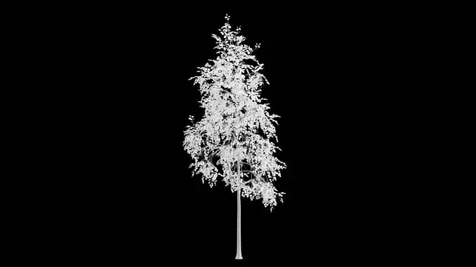 Birch Tree With White Leaves