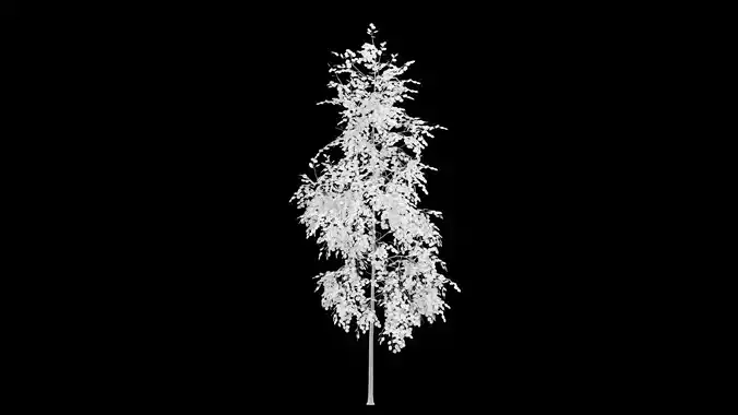 Birch Tree With White Leaves