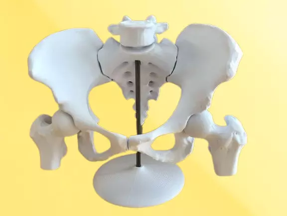 Female Pelvis Educational Anatomical Model 3D print model