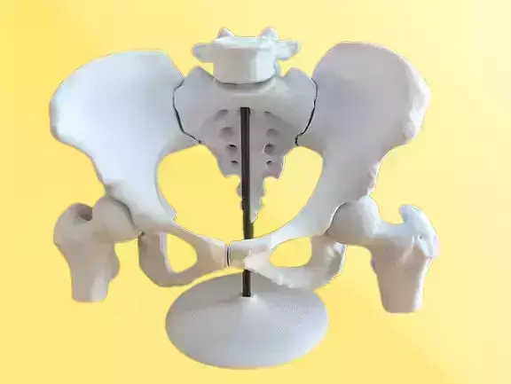 Female Pelvis Educational Anatomical Model