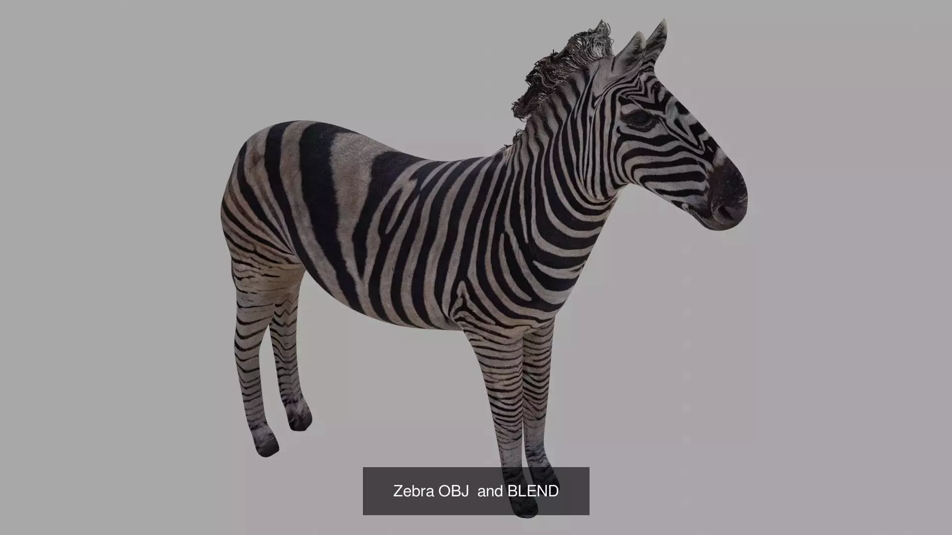 2Pack Deer and Zebra OBJ 3D Model Collection_4