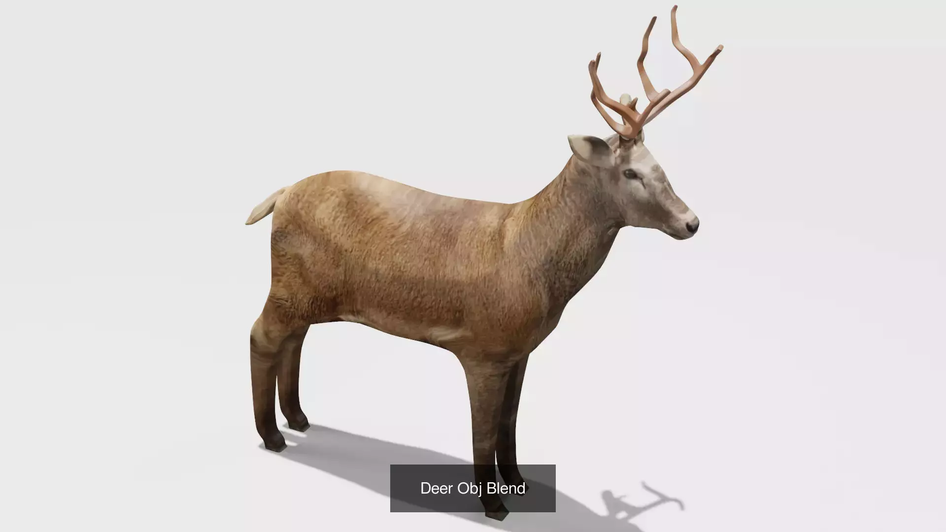 2Pack Deer and Zebra OBJ 3D Model Collection_3