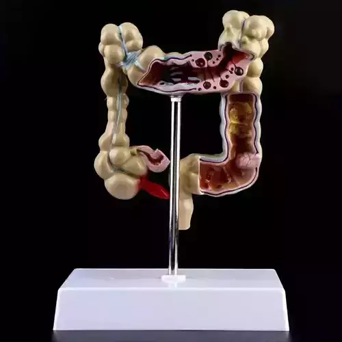 sculpture of the digestive system