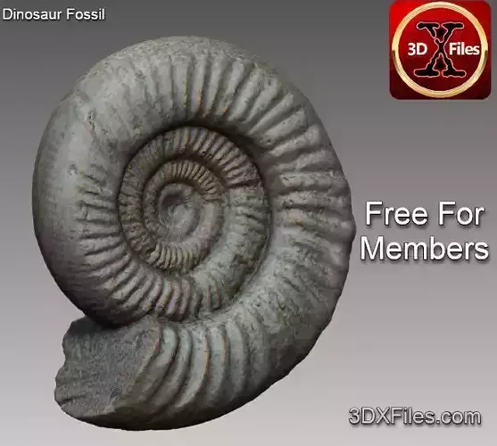 Ammonite - Lifesize Fossil - 3D Print File STL
