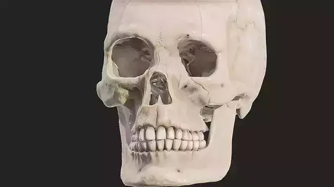 Human Skull Explode Anatomy Atlas 3D model