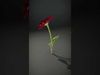 Vibrant Red Daisy model pack Low-poly 3D model_2