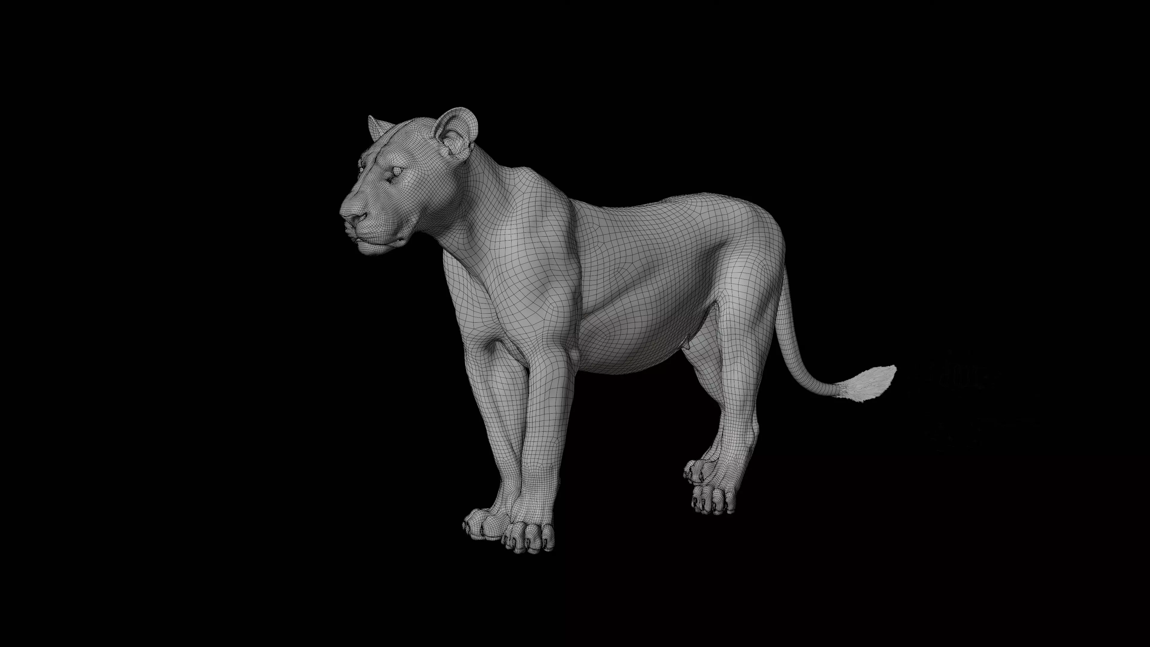 Realistic Lioness 3D Model Low-poly 3D model_4