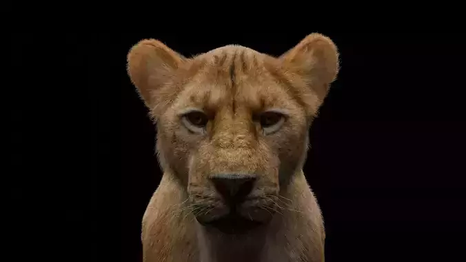 Realistic Lioness 3D Model