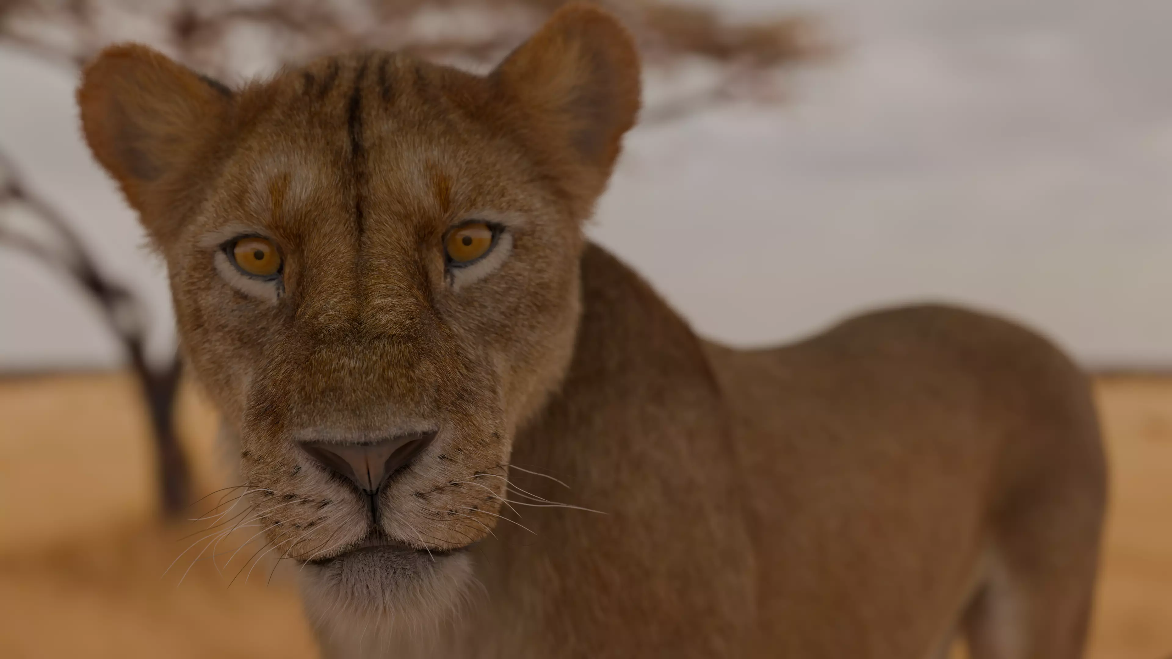 Realistic Lioness 3D Model Low-poly 3D model_8
