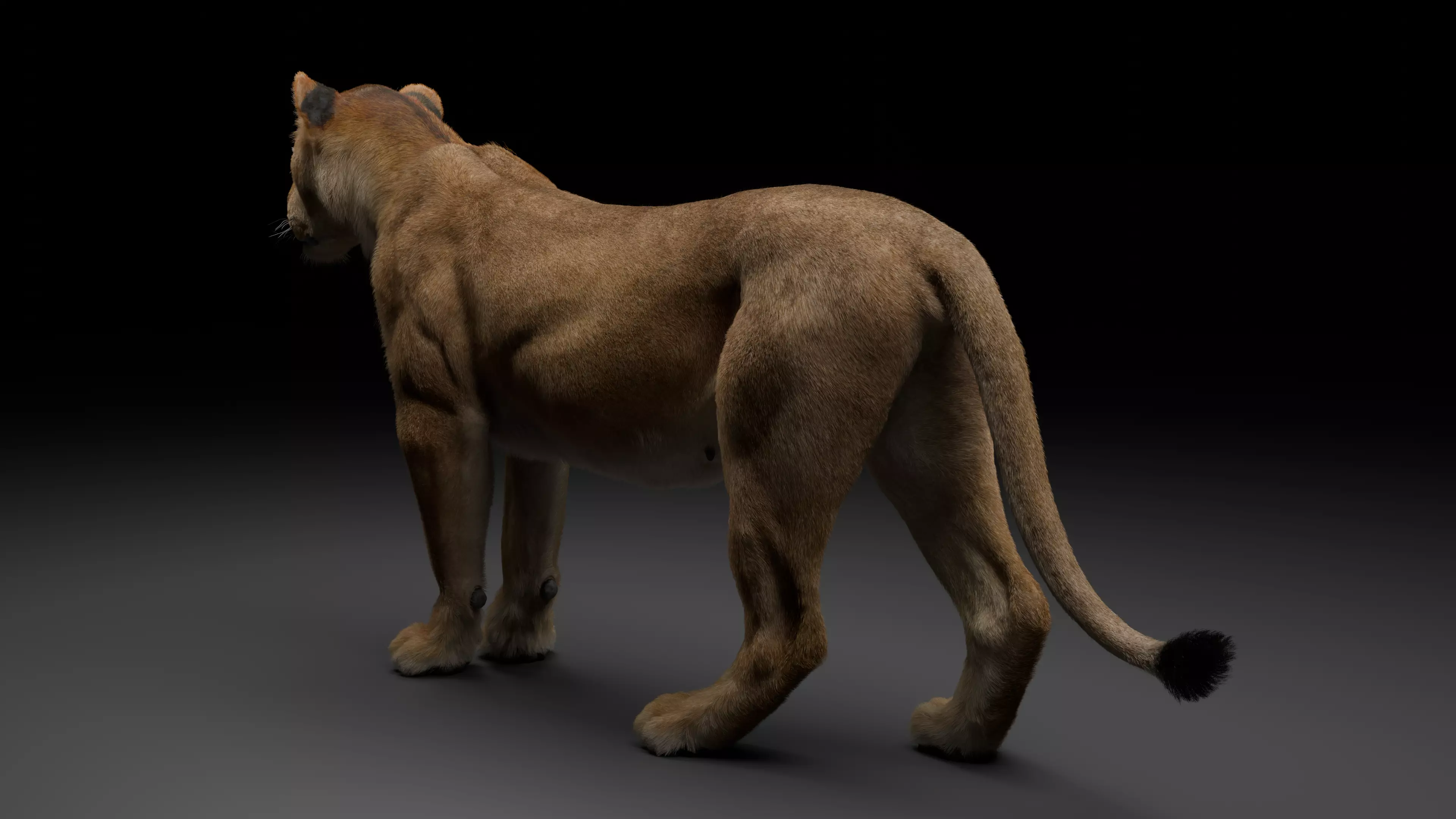 Realistic Lioness 3D Model Low-poly 3D model_3