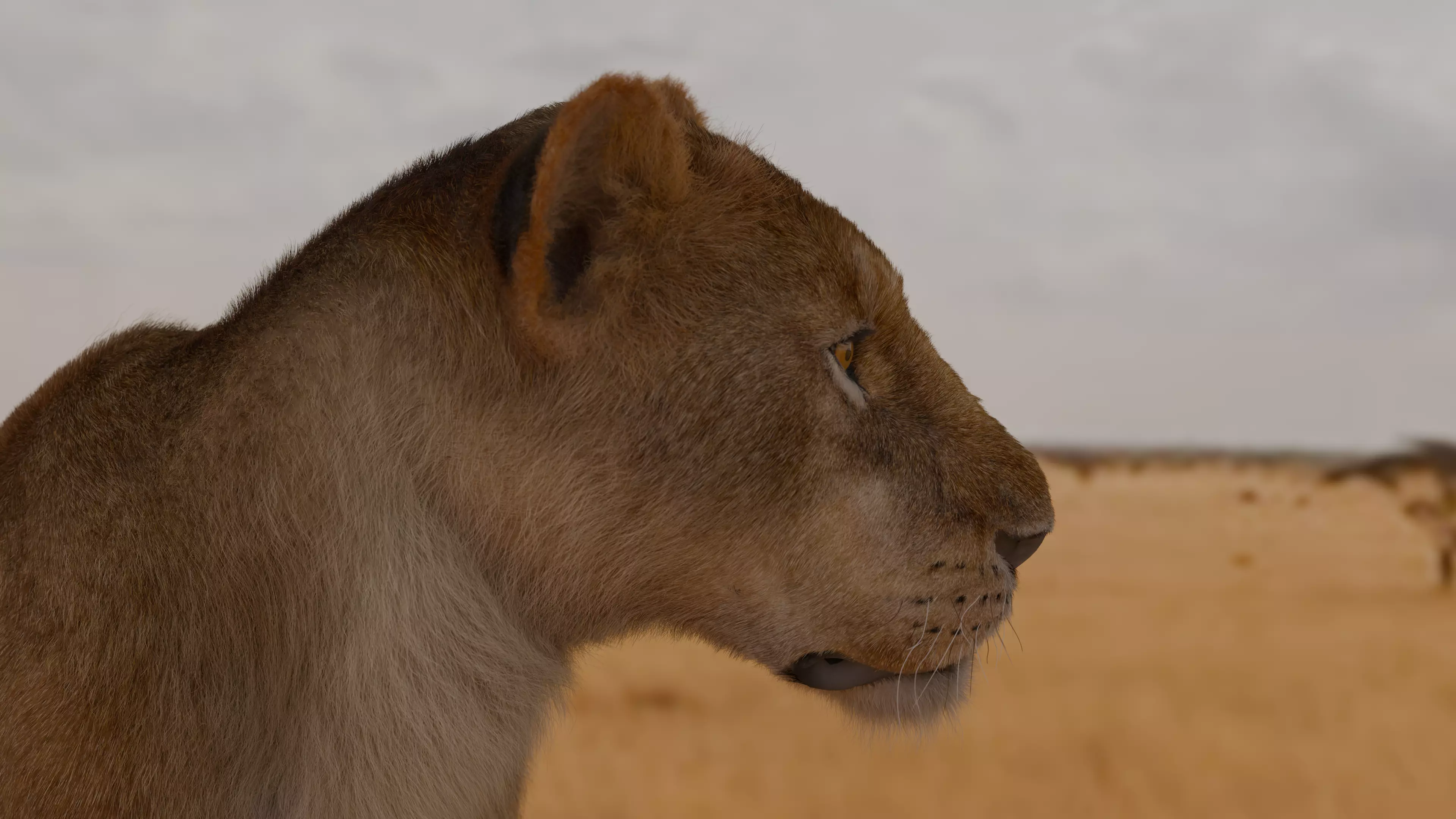 Realistic Lioness 3D Model Low-poly 3D model_7