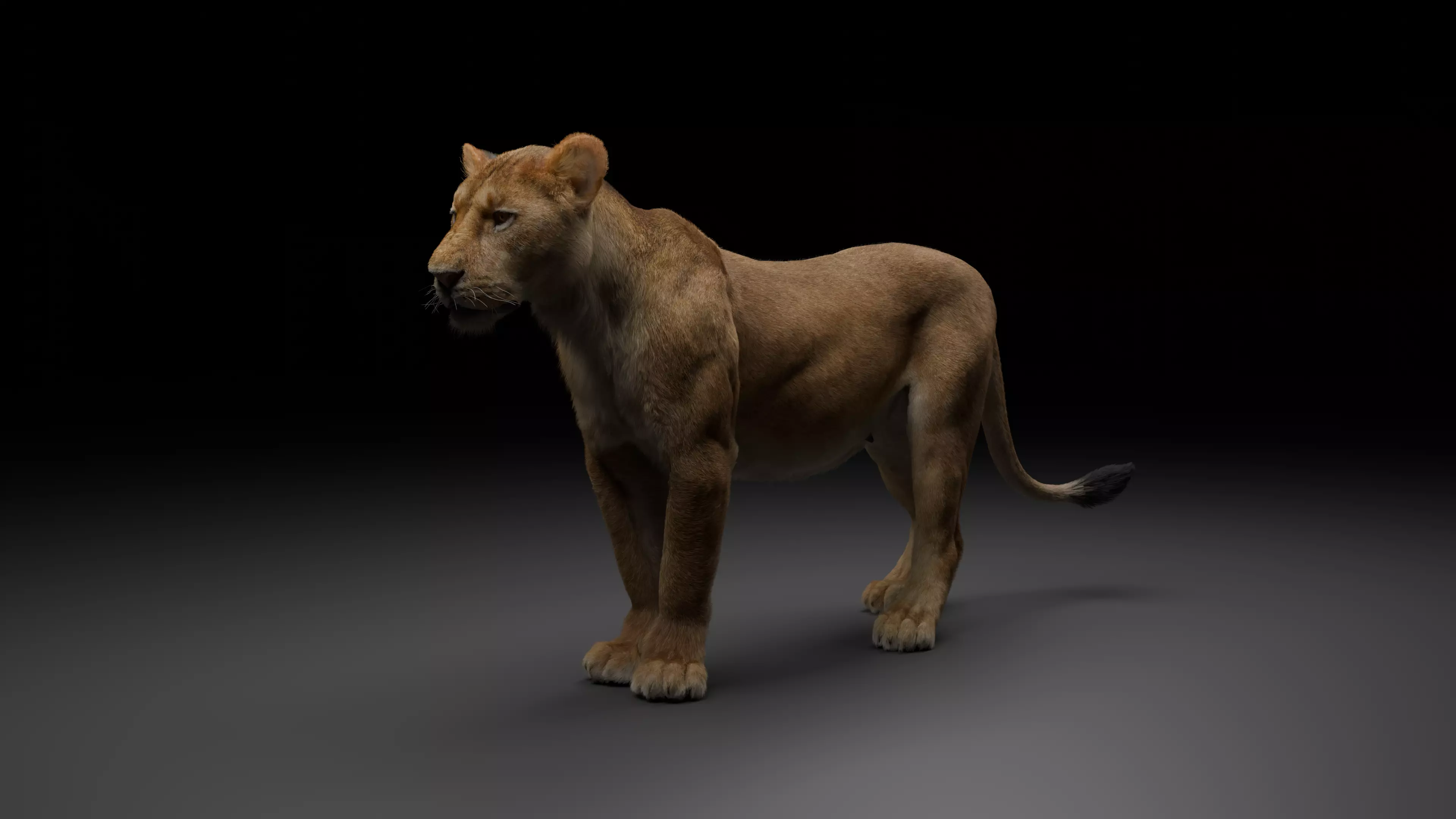 Realistic Lioness 3D Model Low-poly 3D model_5