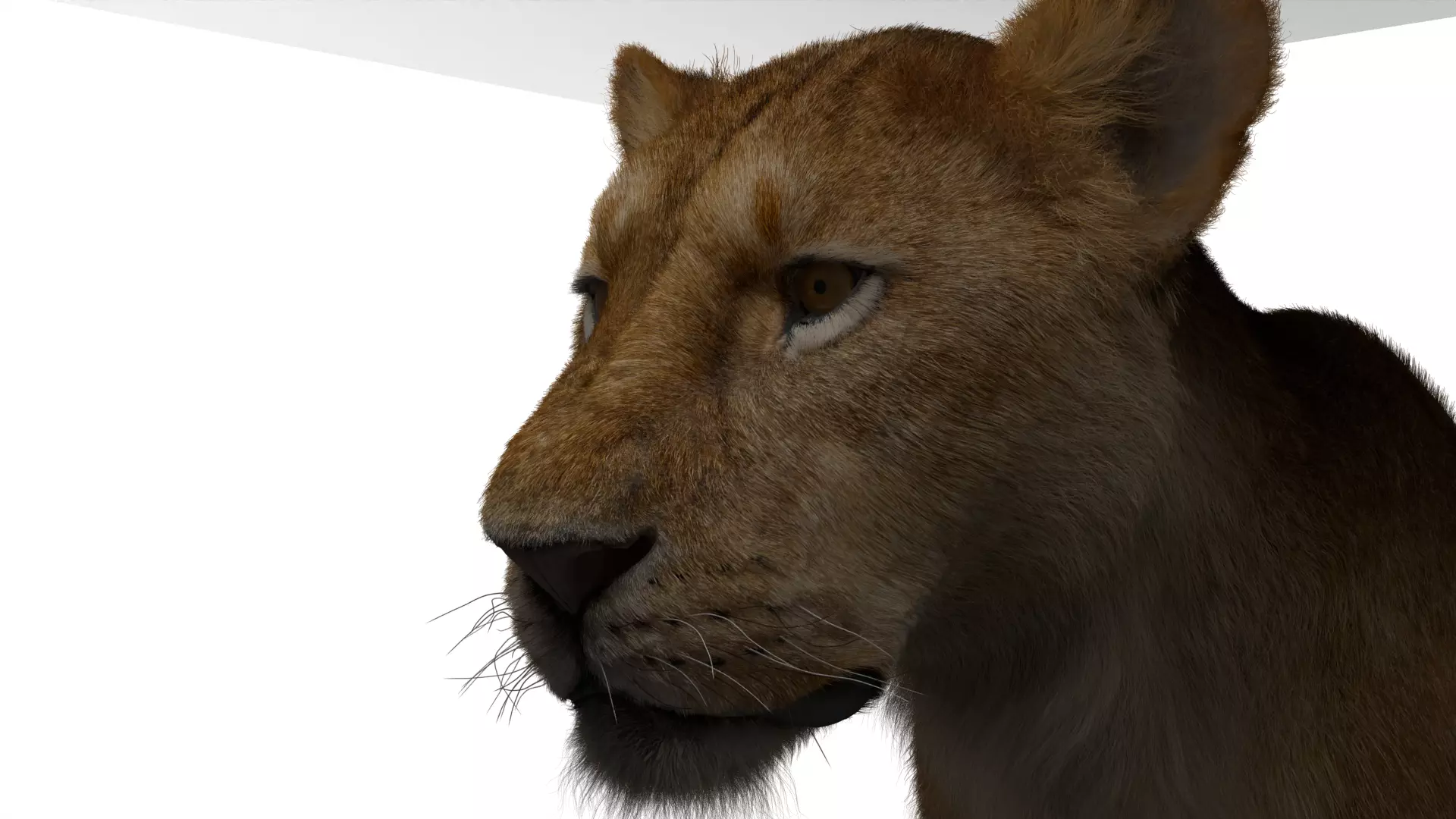 Realistic Lioness 3D Model Low-poly 3D model_6